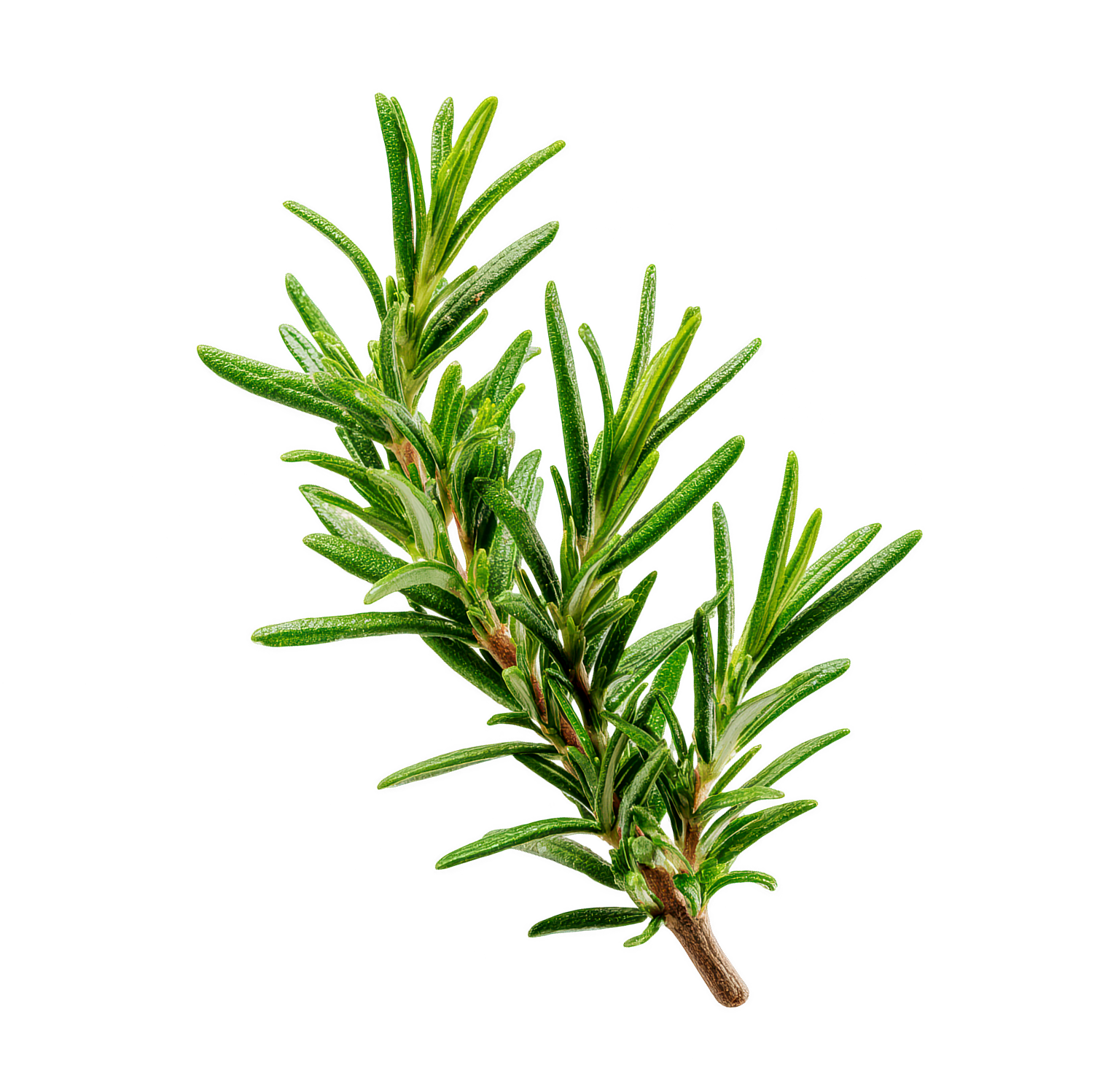 Rosemary Extract