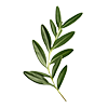 Procapil 3%, strengthens hair roots and helps reduce hair thinning