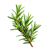 Rosemary extract for hair, calms scalp flaking and strengthens hair roots