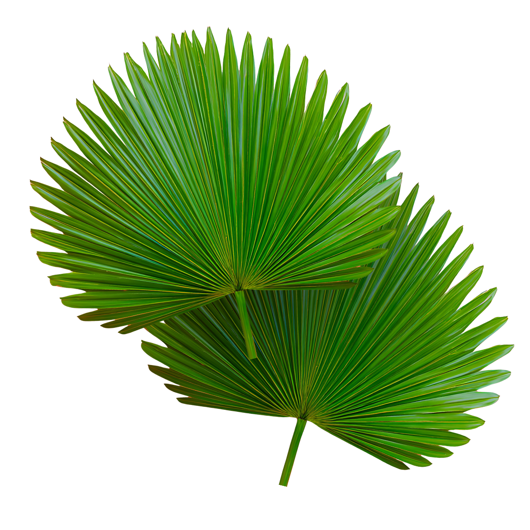 Saw Palmetto