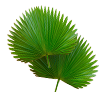 Saw Palmetto