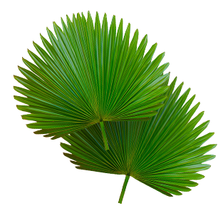 Saw Palmetto