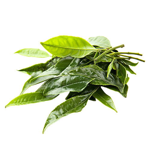 Tea tree oil for dandruff, soothes an itchy, irritated scalp