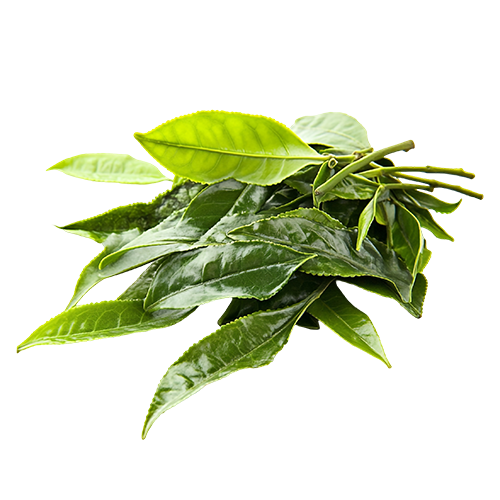 Tea tree oil for dandruff, soothes an itchy, irritated scalp